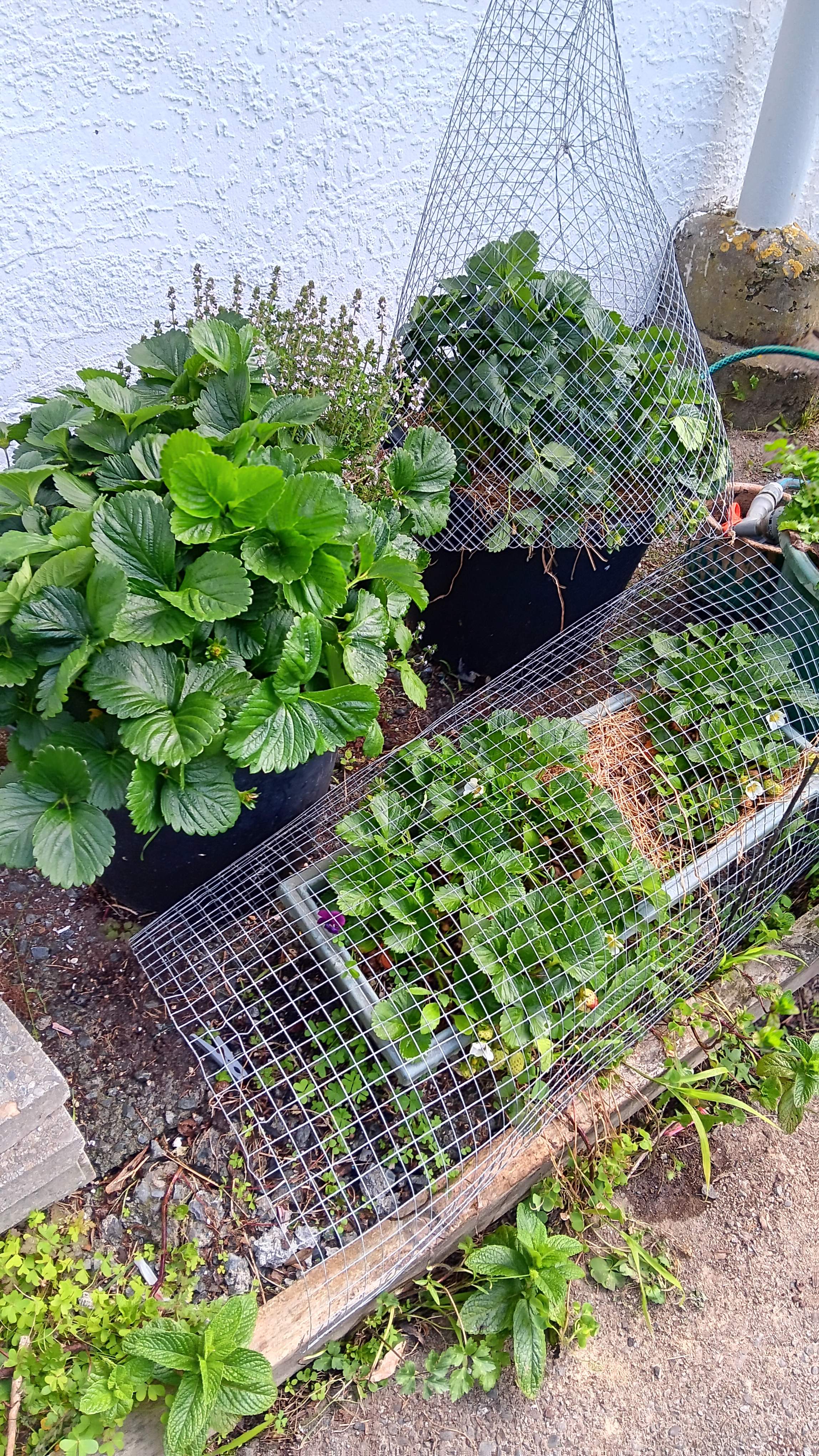 Close to berry goodness