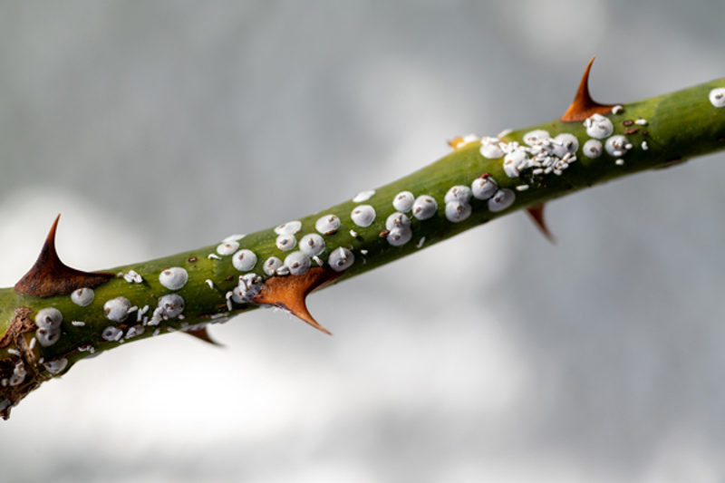Rose Scale (Aulacaspis rosae)