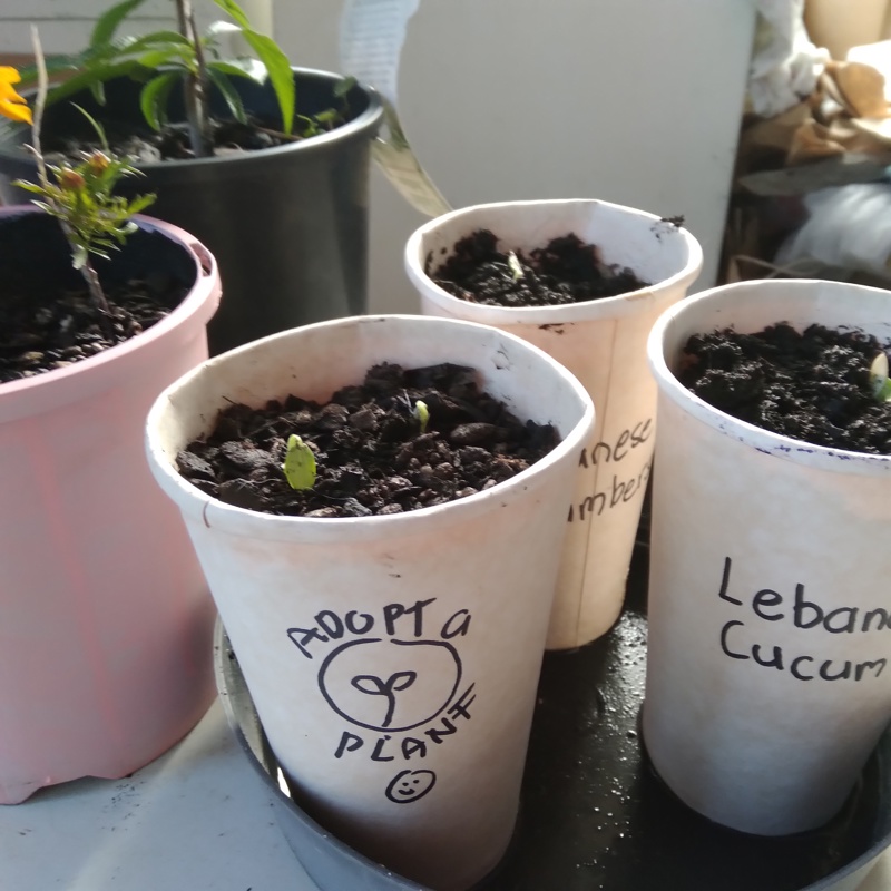 Sunday sowings...