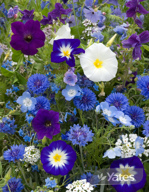 Yates Wildflower Carpet Of Blue In Situ 56180
