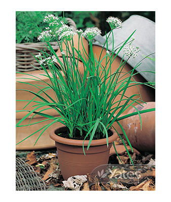 Garlic Chives Product