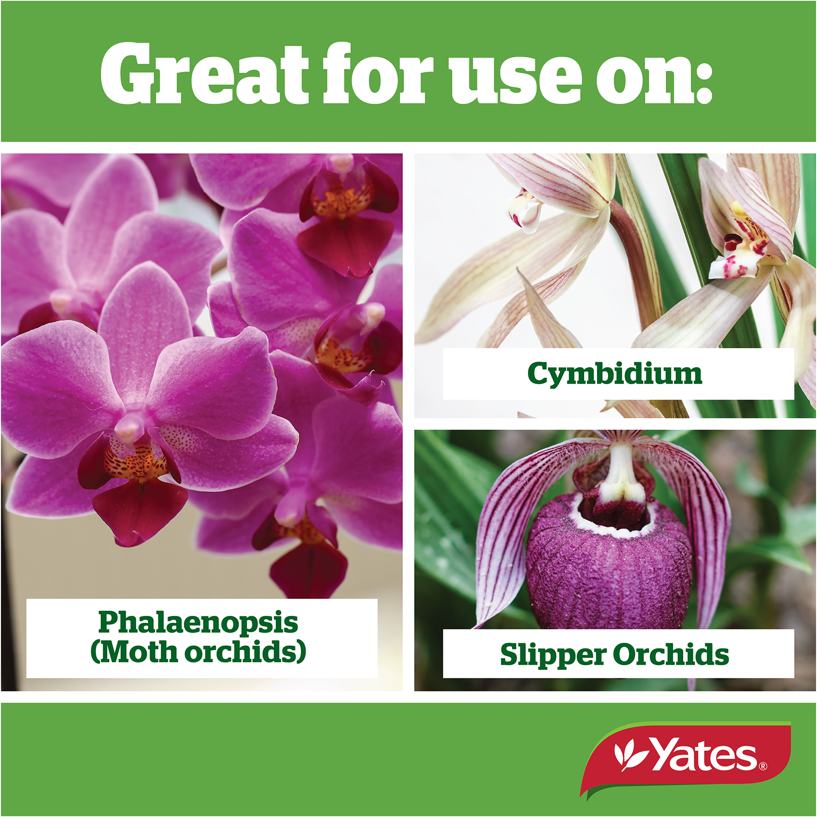 Yates Plant Spikes Orchidsv2 02