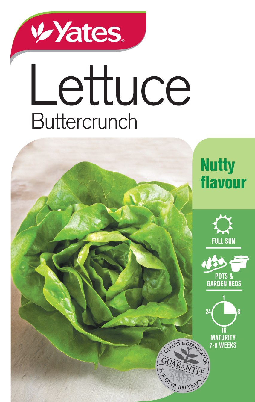 Lettuce 'Buttercrunch'