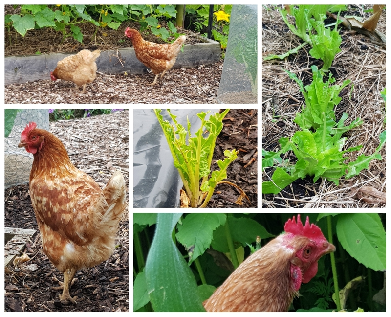 Quick Slick Chicks