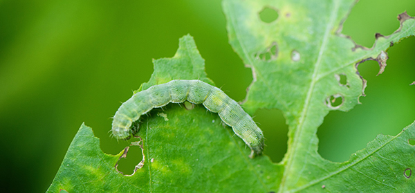 common-problems-cast-iron-plant-1