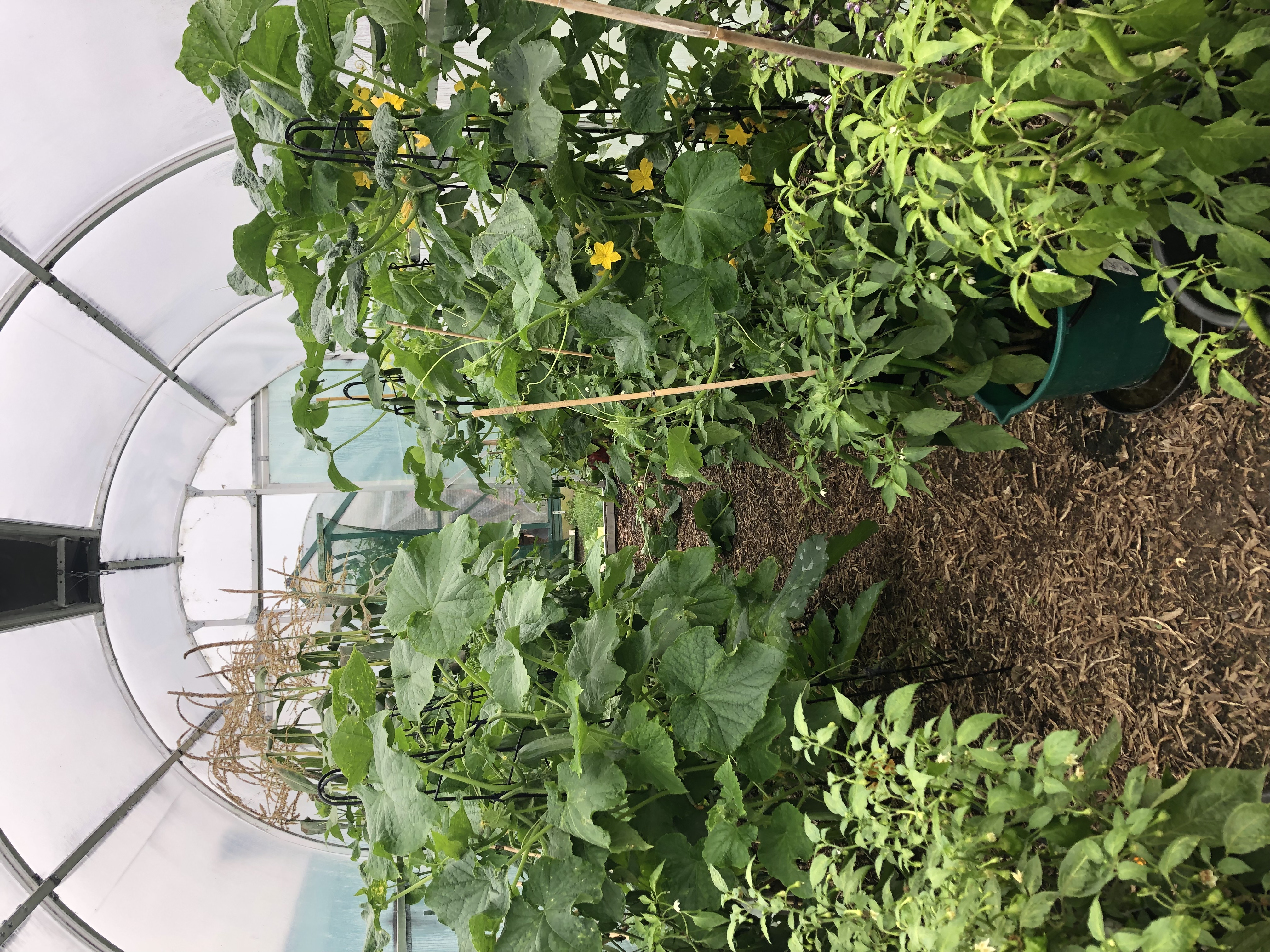 Brought back to life