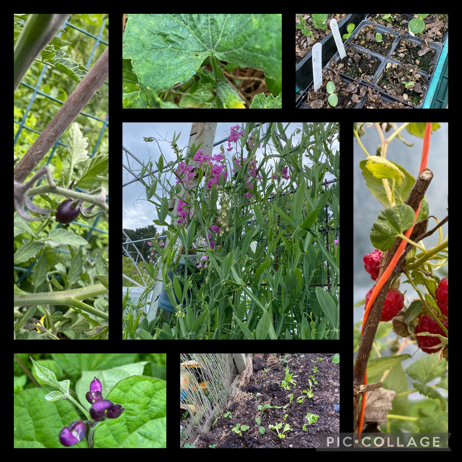 Dealing with slugs and snails 