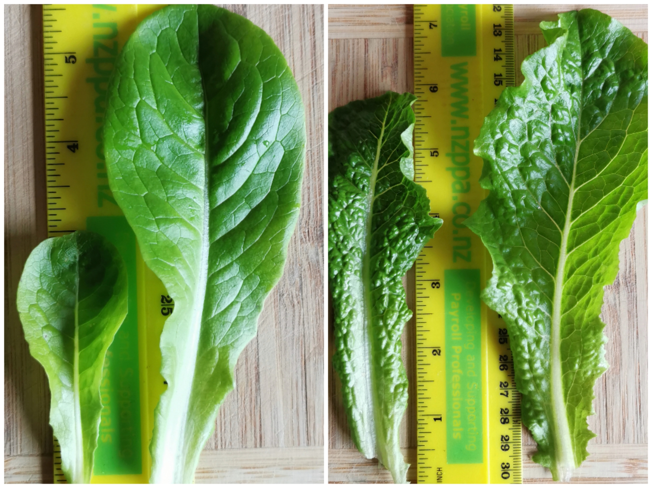 Day 15 Kratky update. 