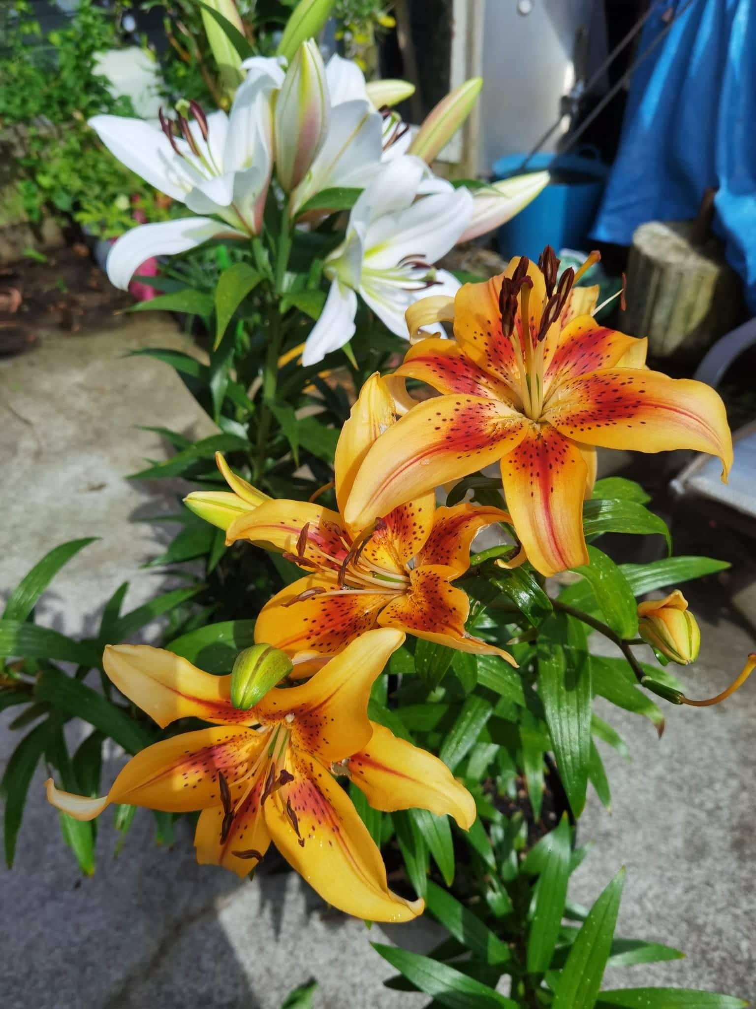Lilies 