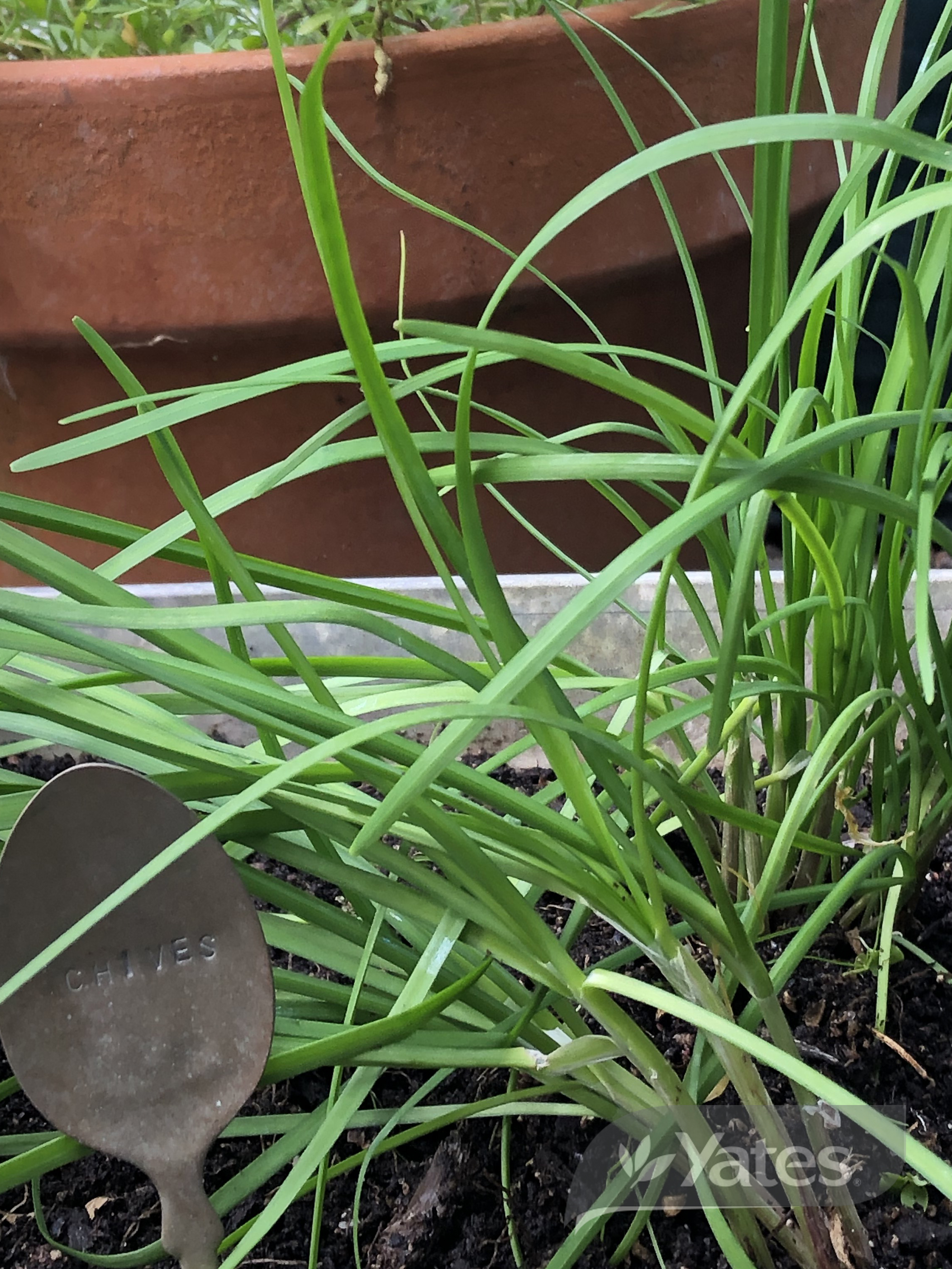 Garlic Chives Organic Product (1)