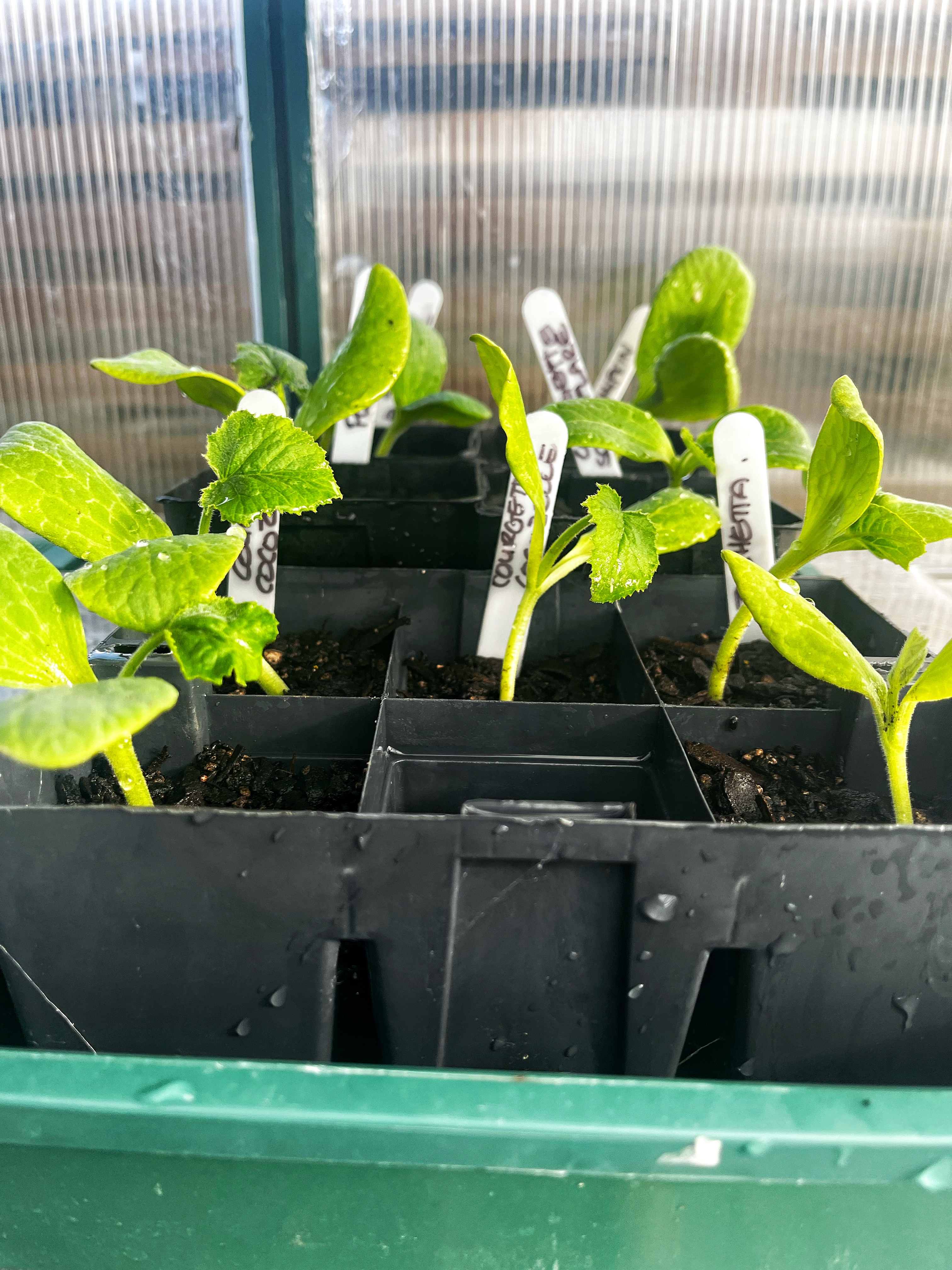 ... the beginning of over sowing in a small garden