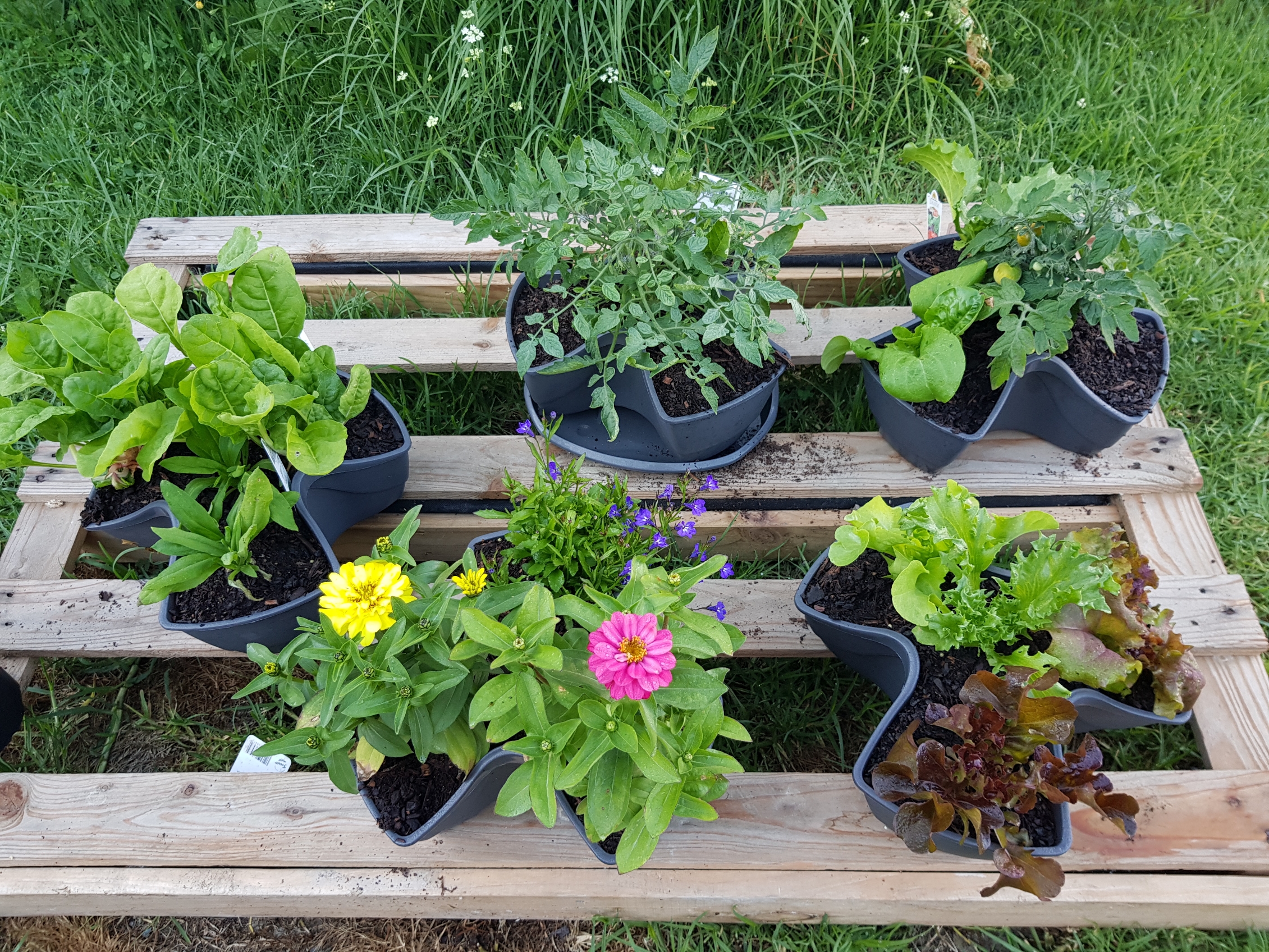 Our new little garden