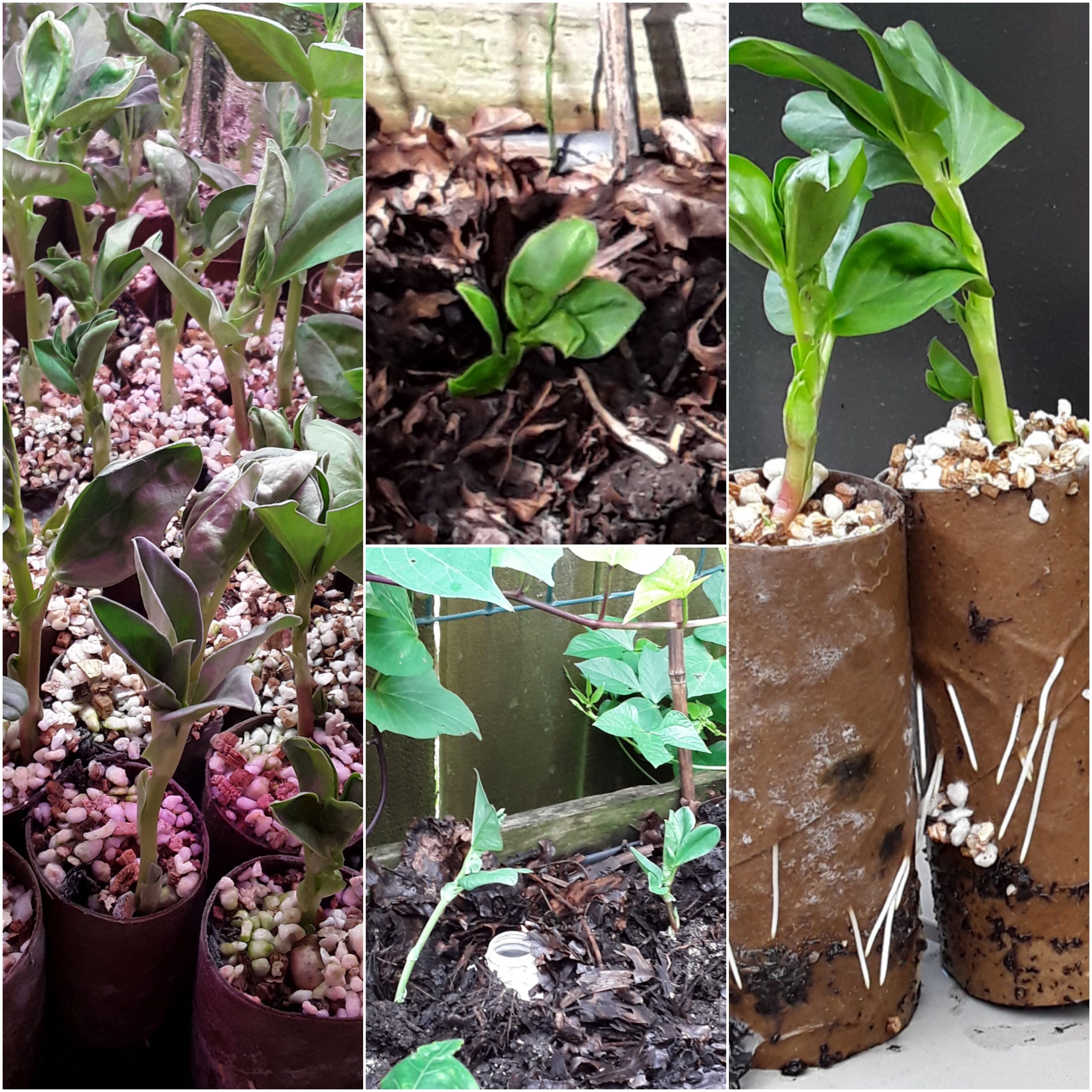 Broad Bean Planting Day