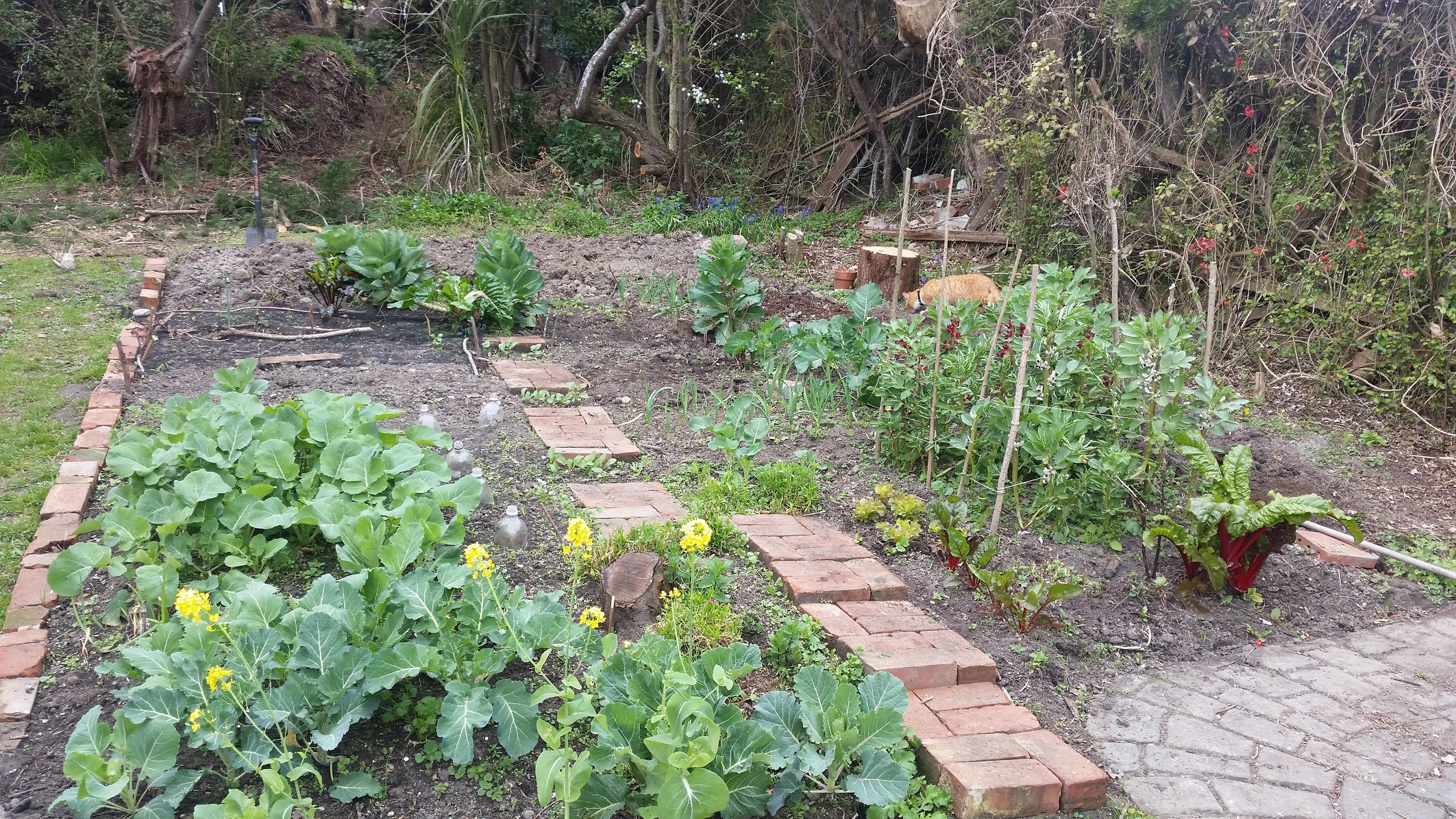 Where it began (my imperialistic gardening tendencies)