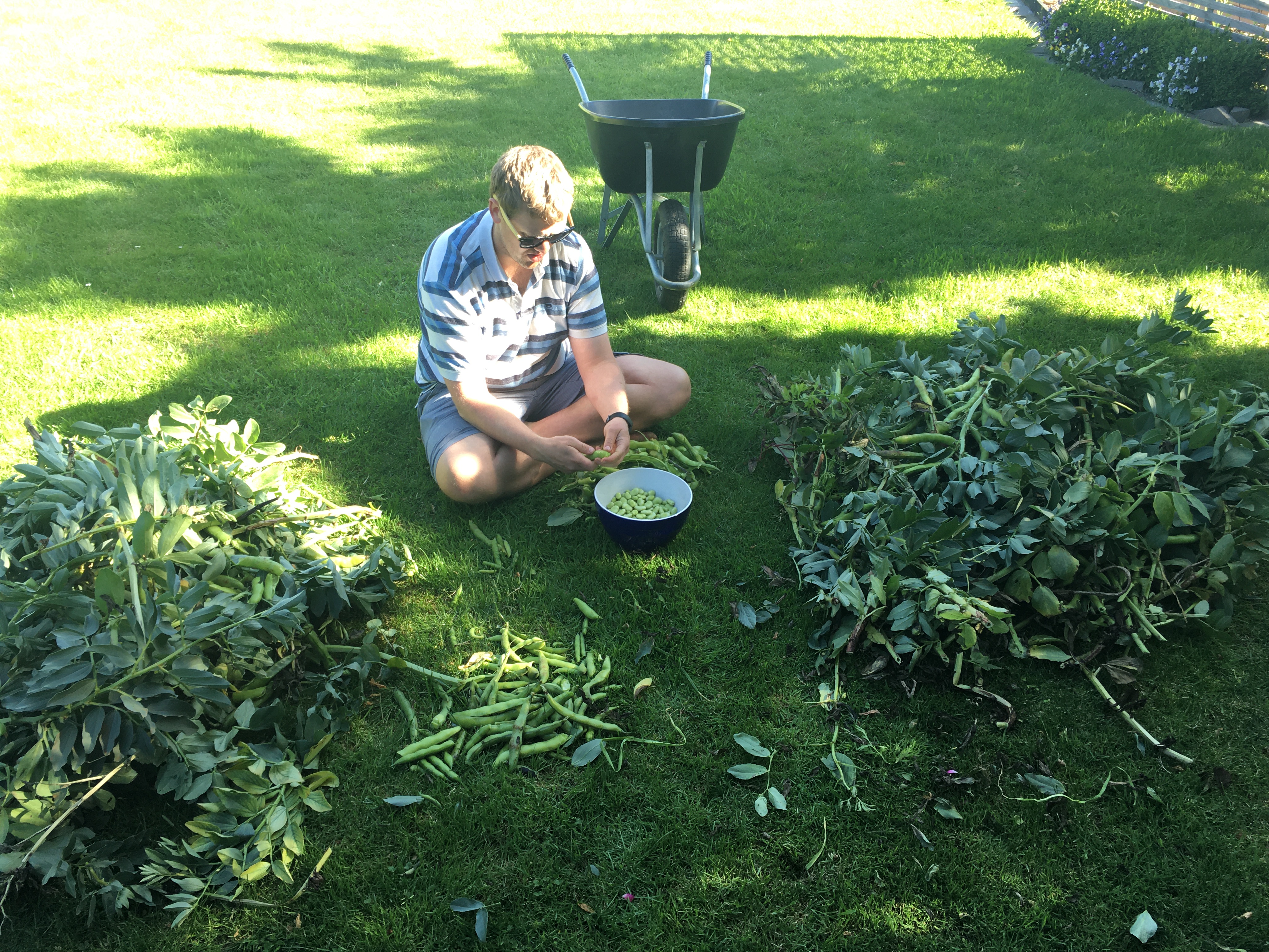 Broad Beans - Yay or Nay?