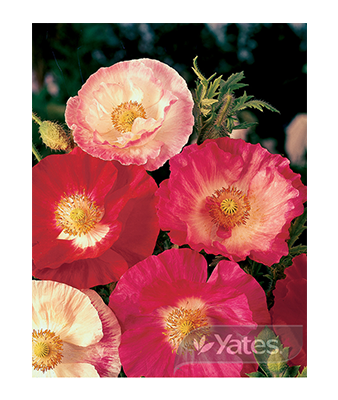 Poppy Shirley Mixed Product