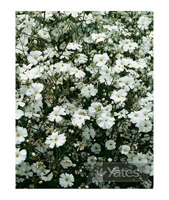 Gypsophila Babys Breath Product