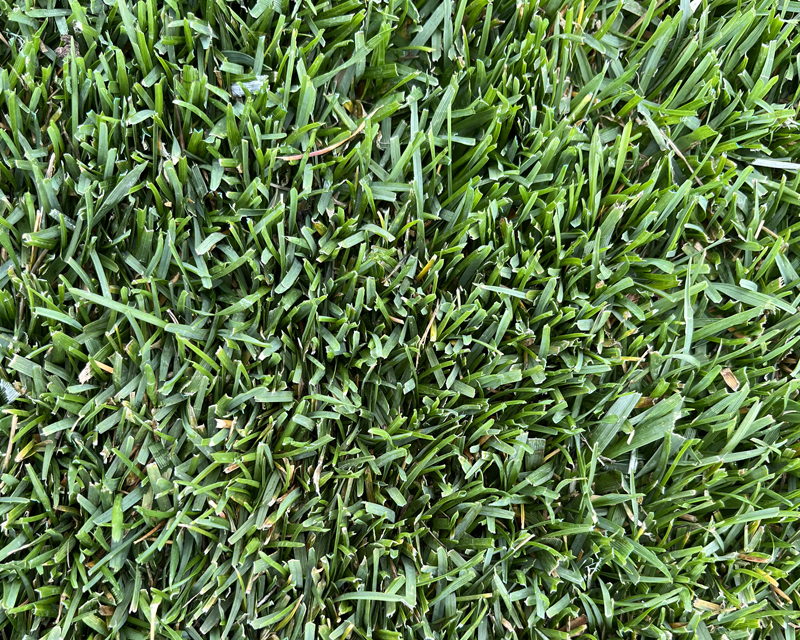 Yates Tall Fescue Lawn Seed