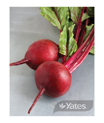 Seed Tape Beetroot Detroit Red Product