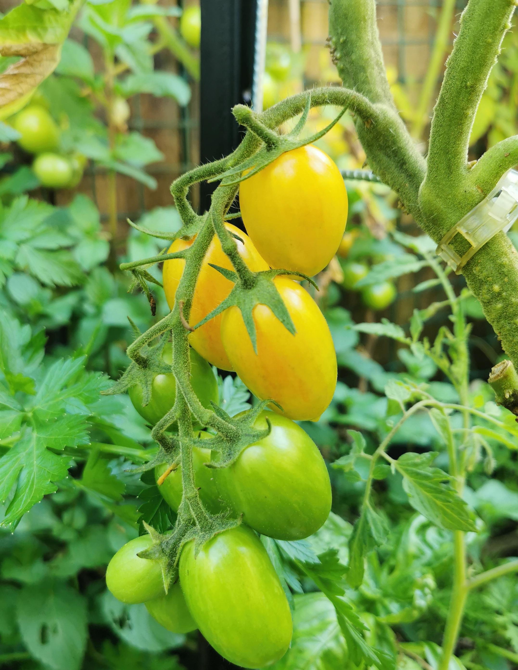 Artisan Blush is second. 