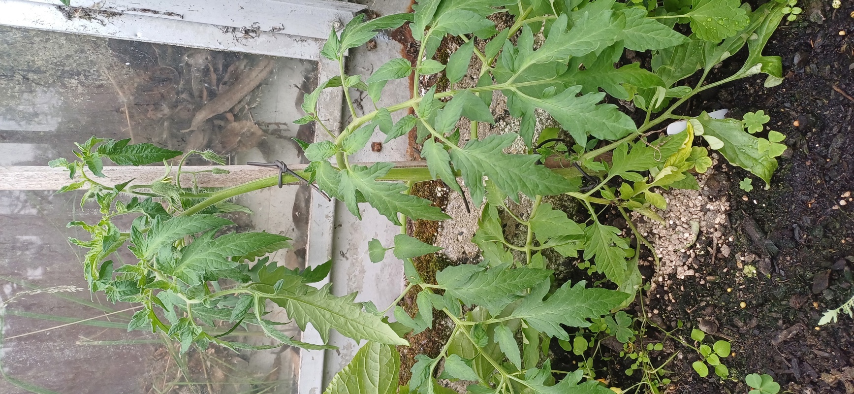 10 year old seed!