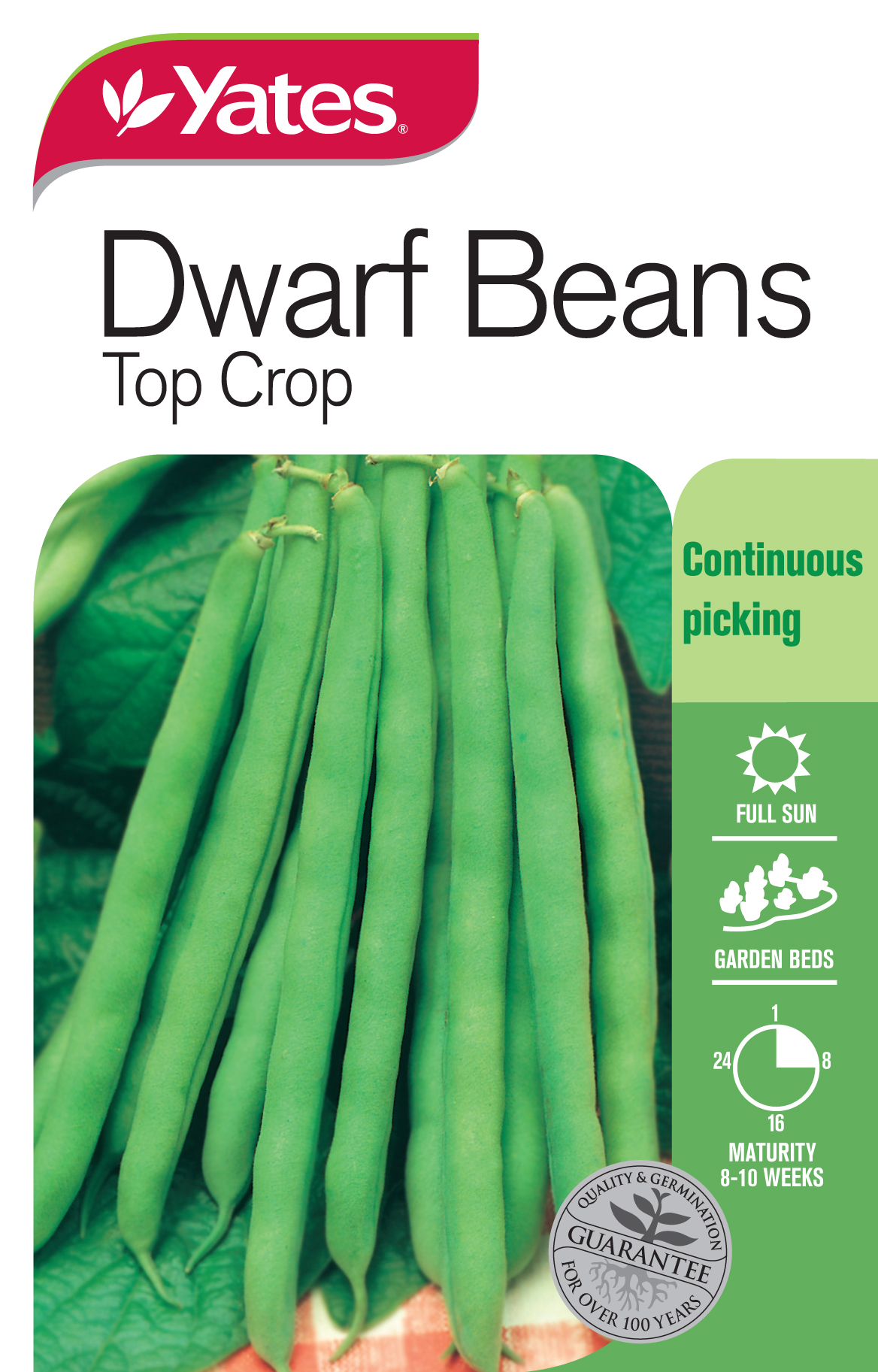 Dwarf Beans 'Topcrop'