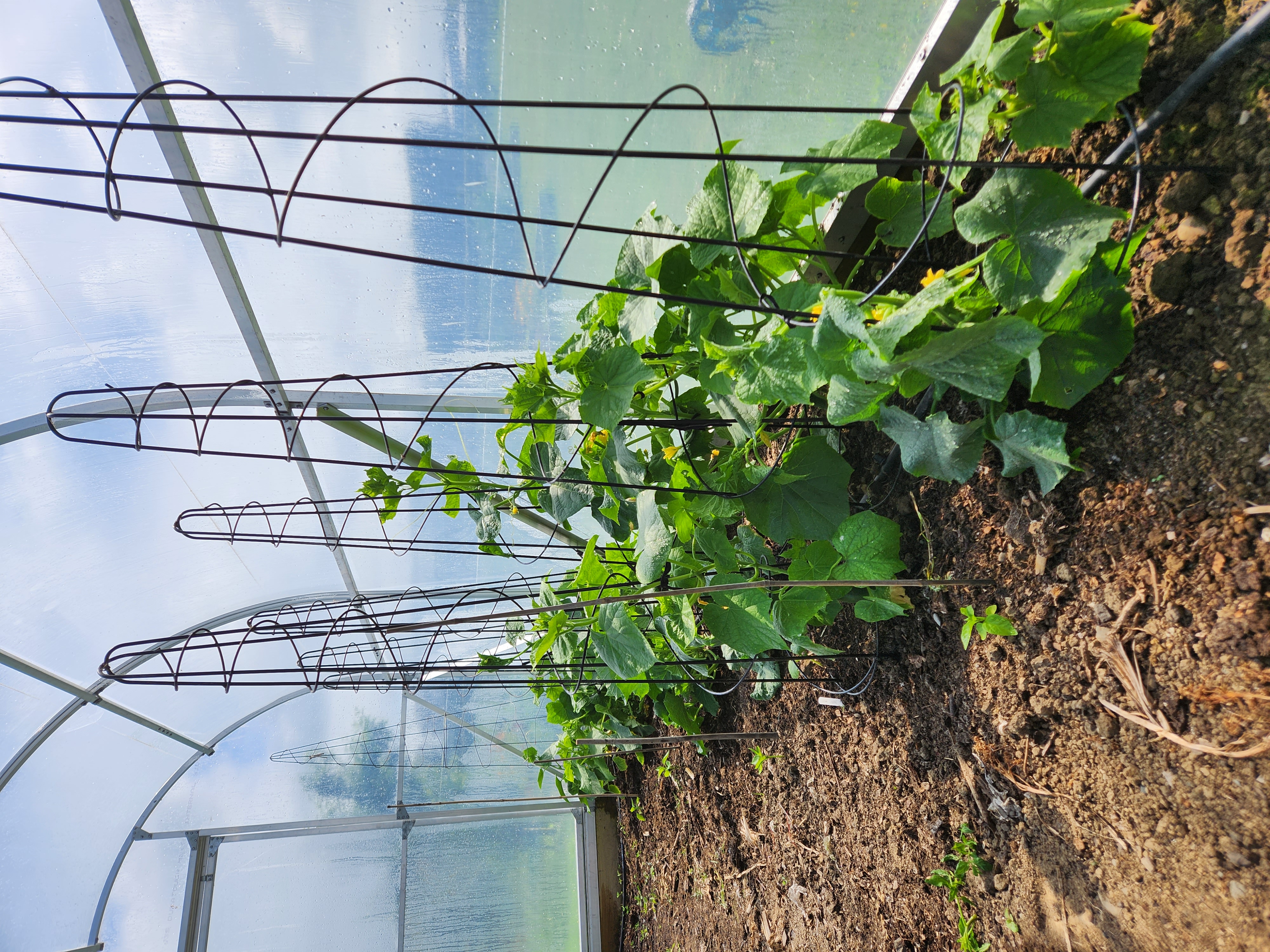 Cucumbers Going Gangbusters 