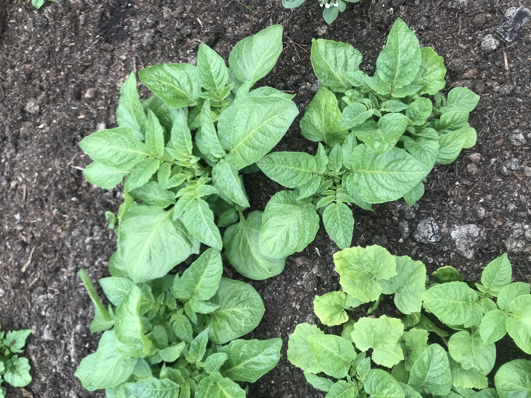 Potatoes staring to come through