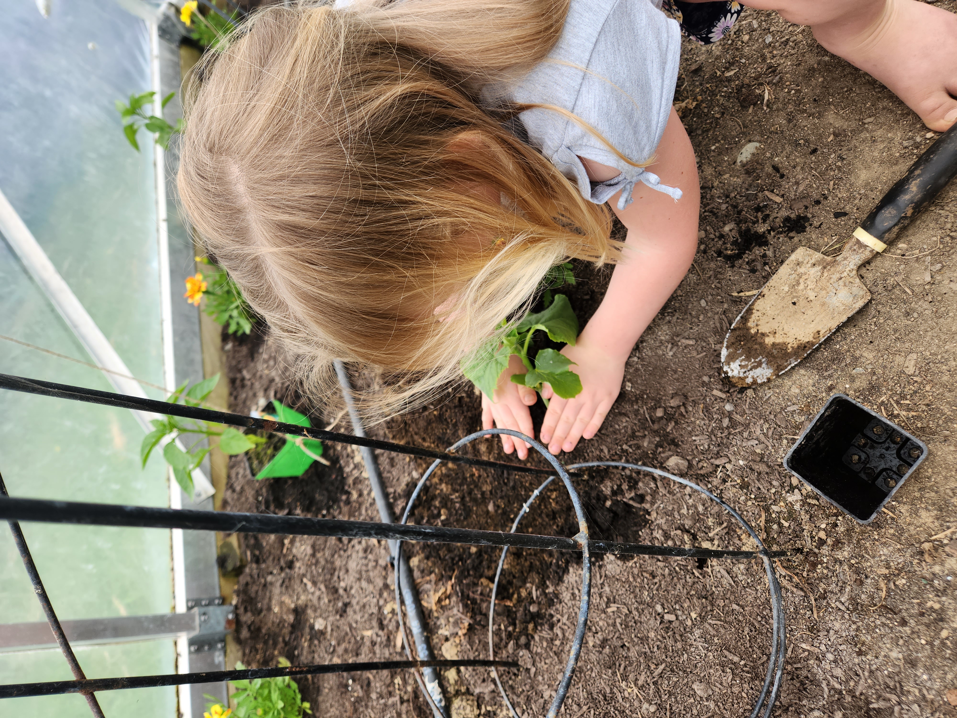 Cucumbers and Chilli's in! 