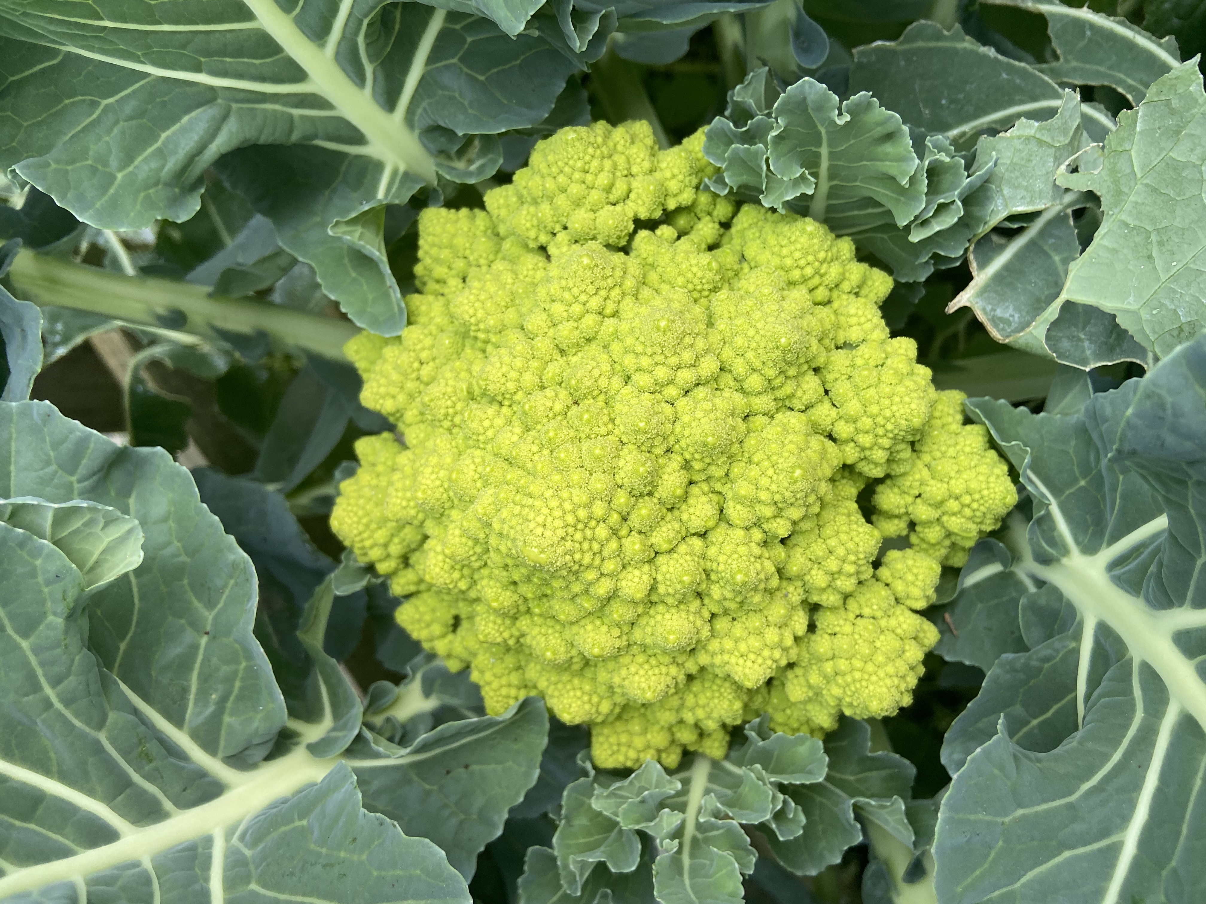 And they keep coming…