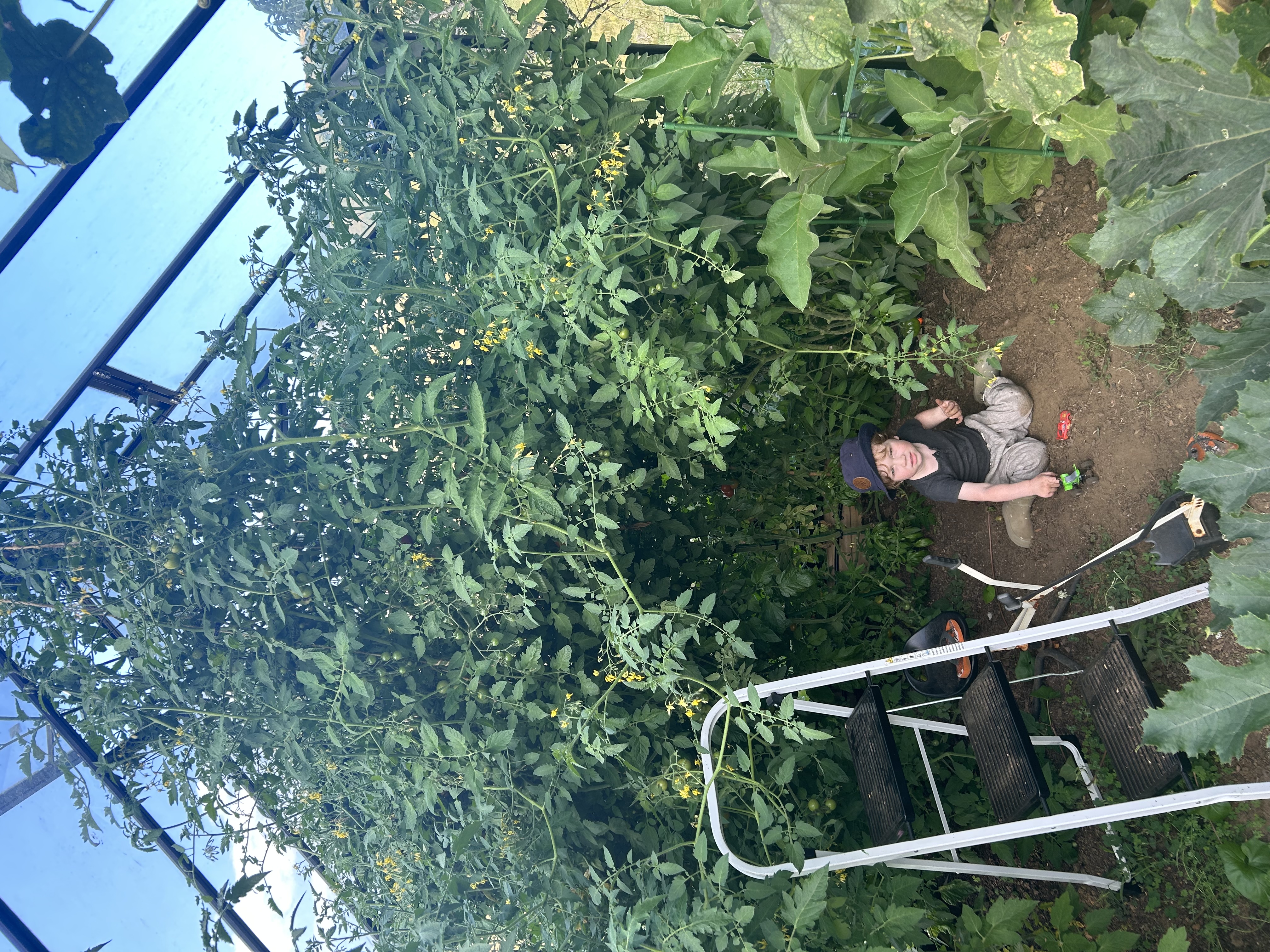 Tomato hut! 