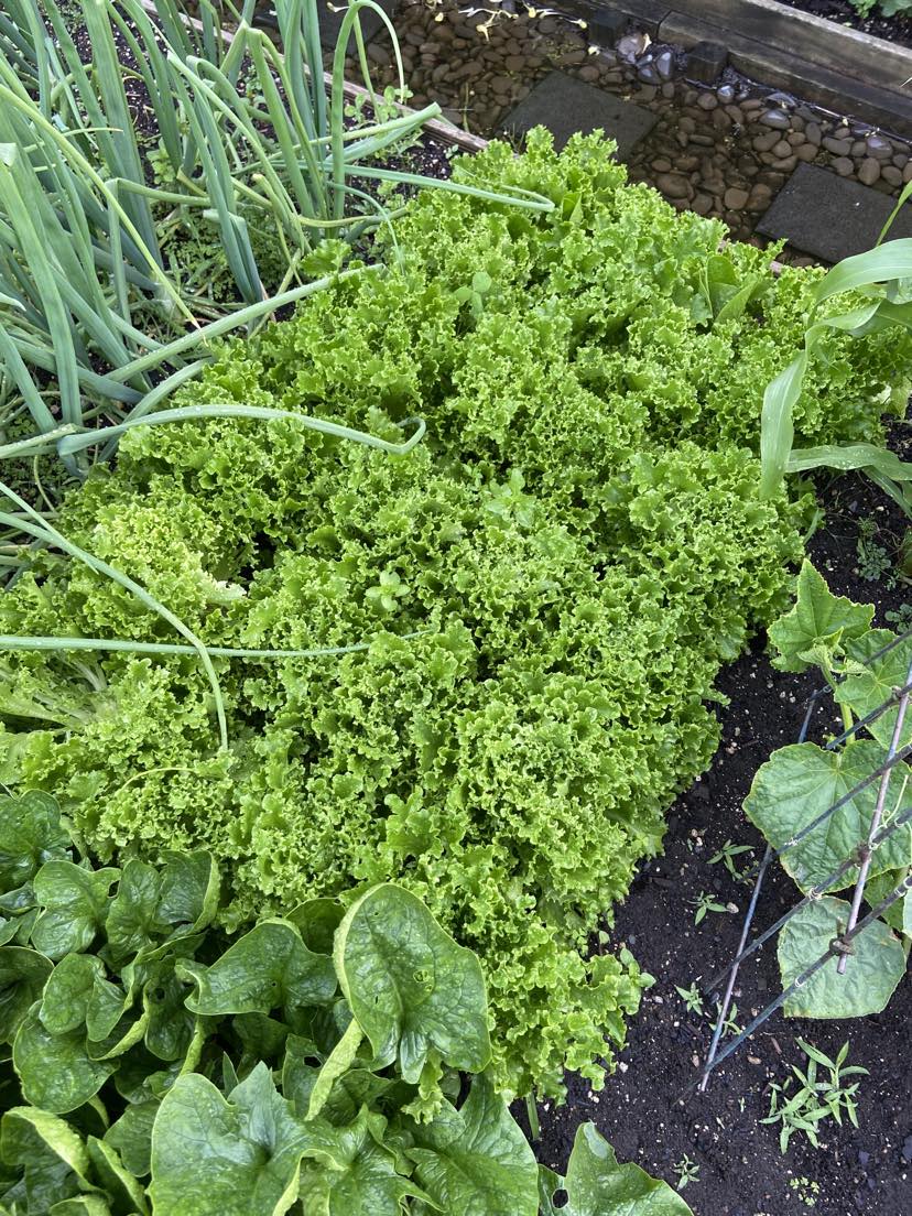 The Green that keeps on giving...