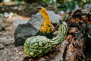 Gourds Wild Main