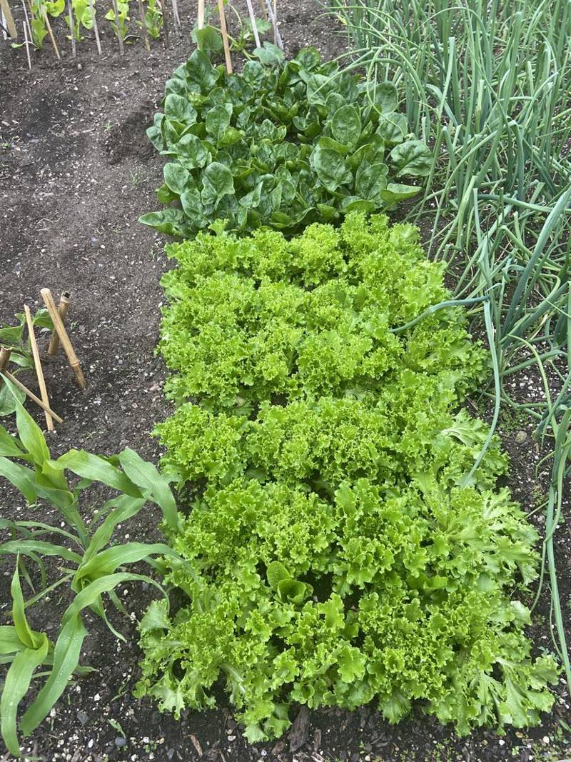 My little supermarket