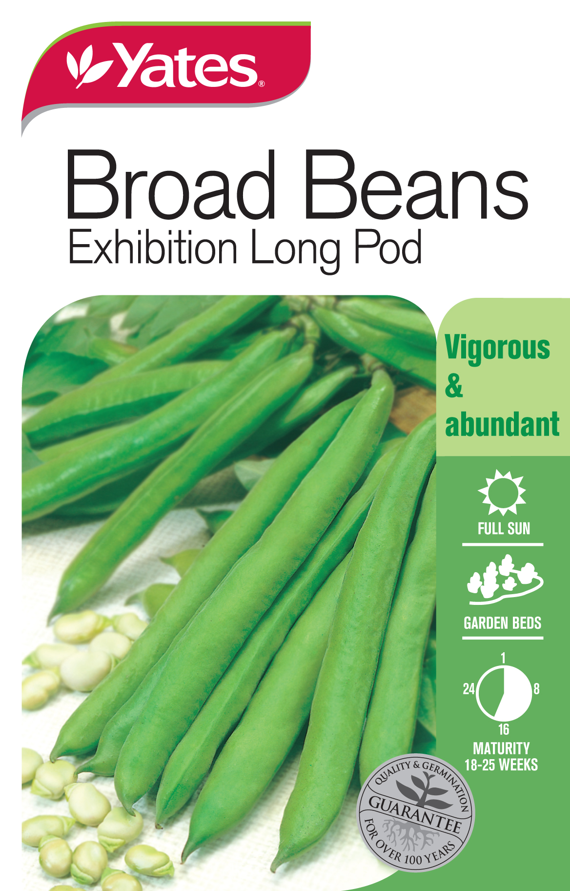 Broad Beans 'Exhibition Long Pod'