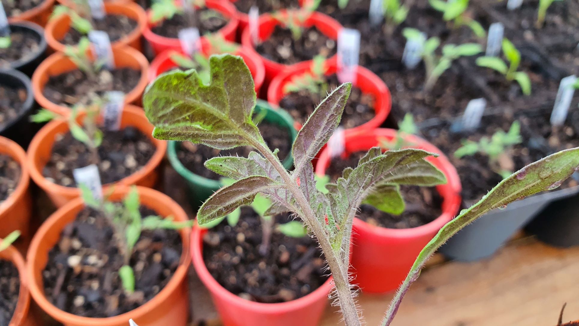 FRIDAY TOP TIPS – Spring Protection