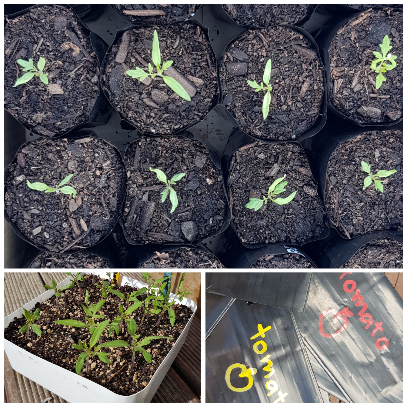 Burying Our Tomatoes