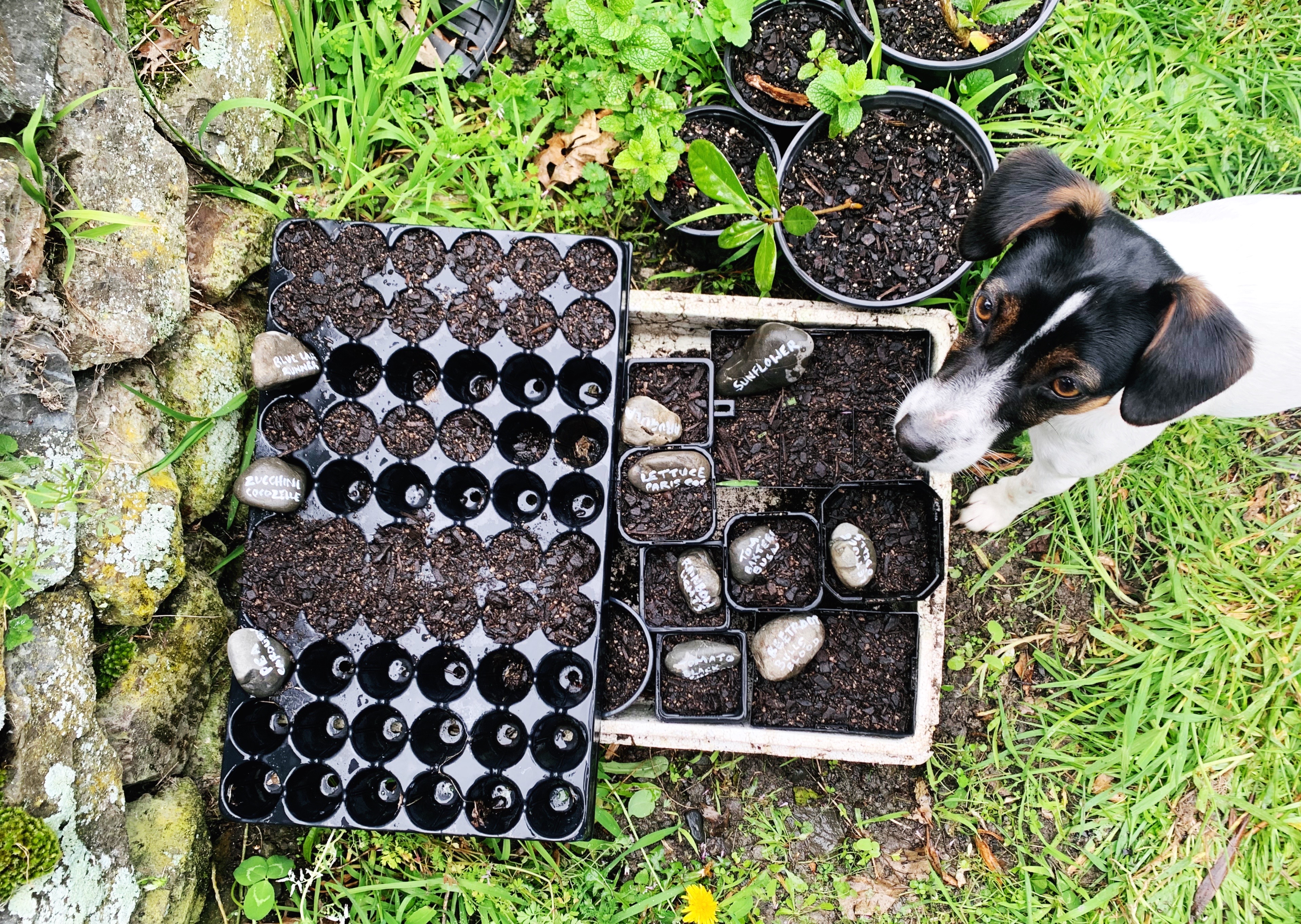 LAST OUT OF THE STARTING GATE