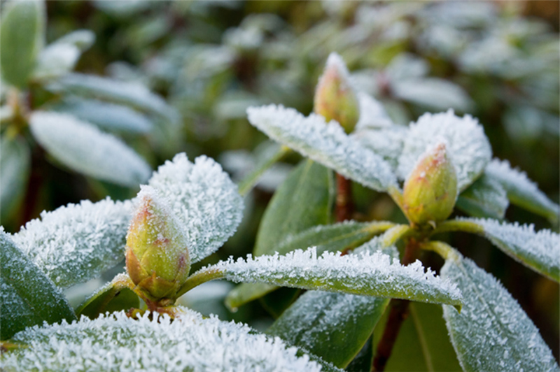 frost-rhododendron