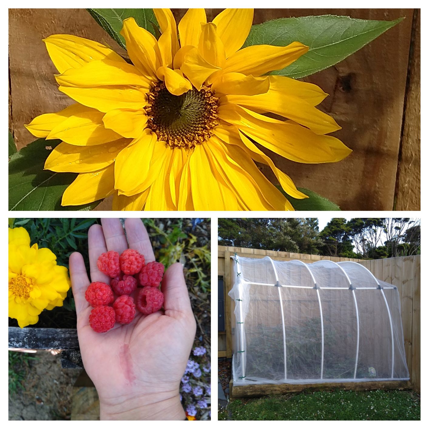 Beaks Off My Berries!