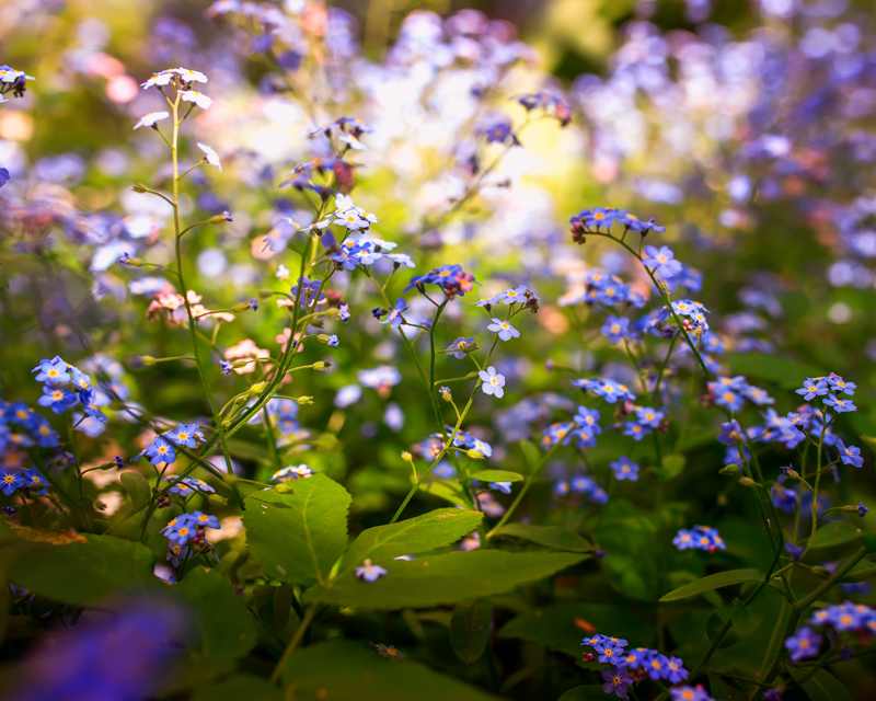 Forget Me Nots Thumb