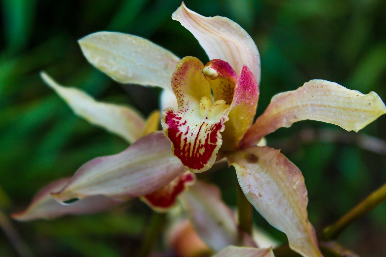 cymbidium-orchid