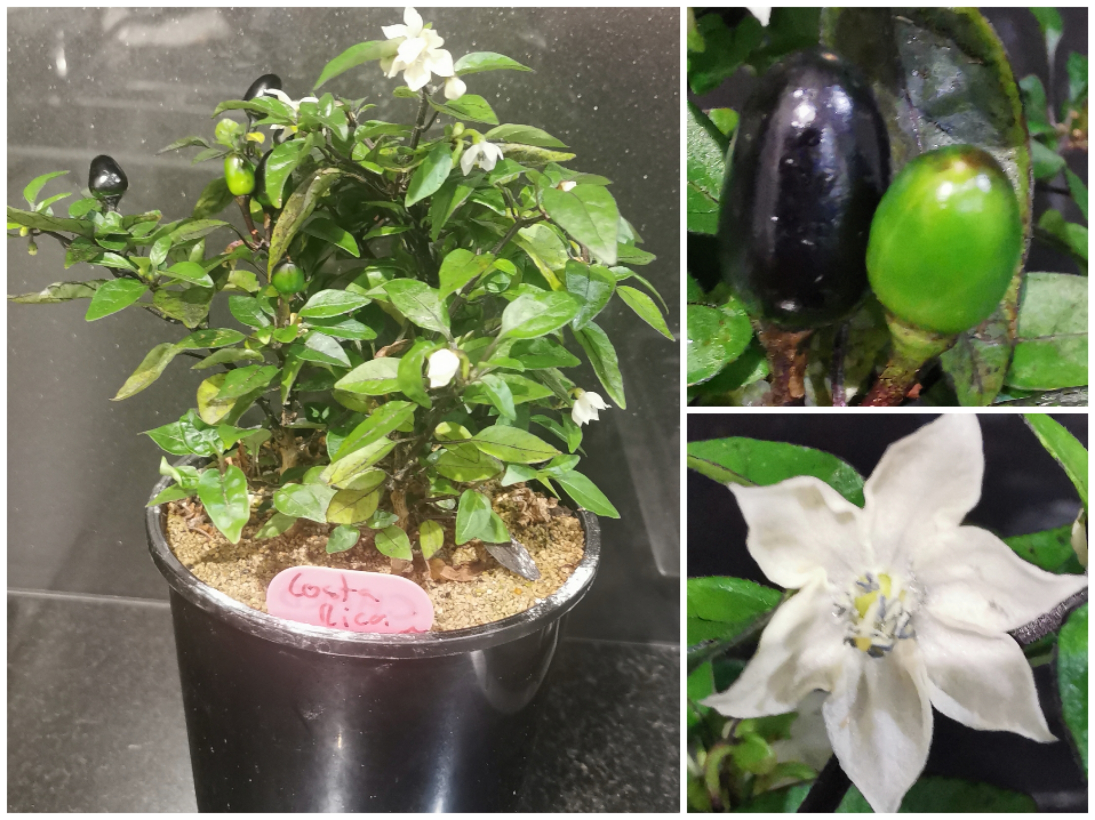 Costa Rica Orange 2024