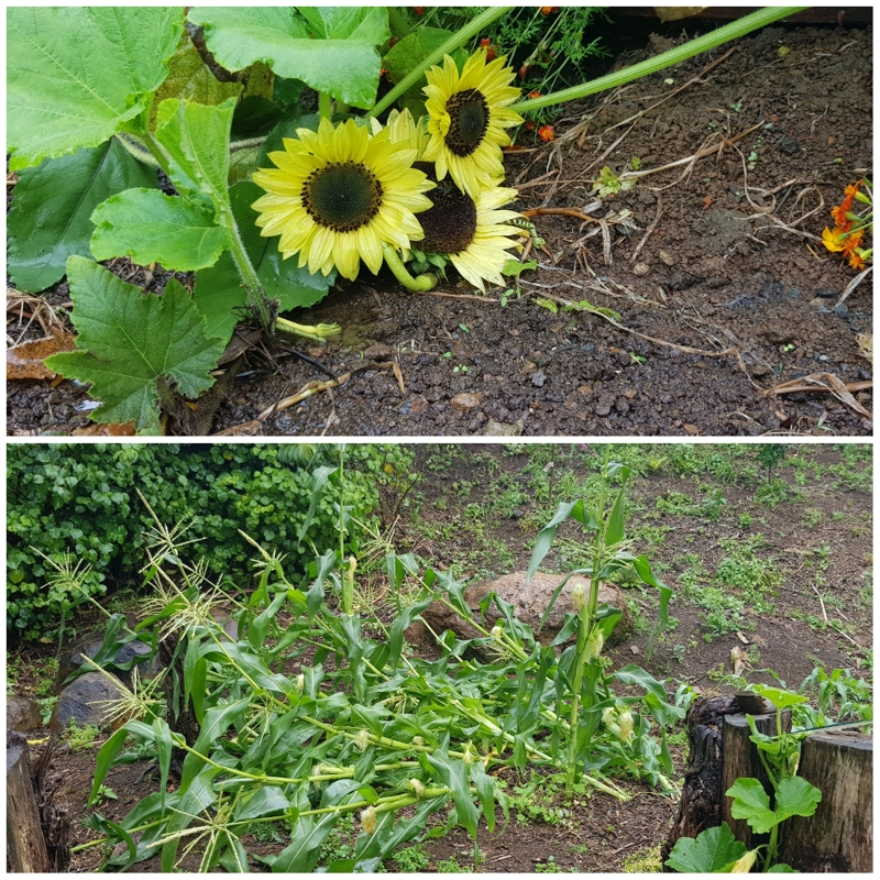 Happy New Year - Hope All Is Well